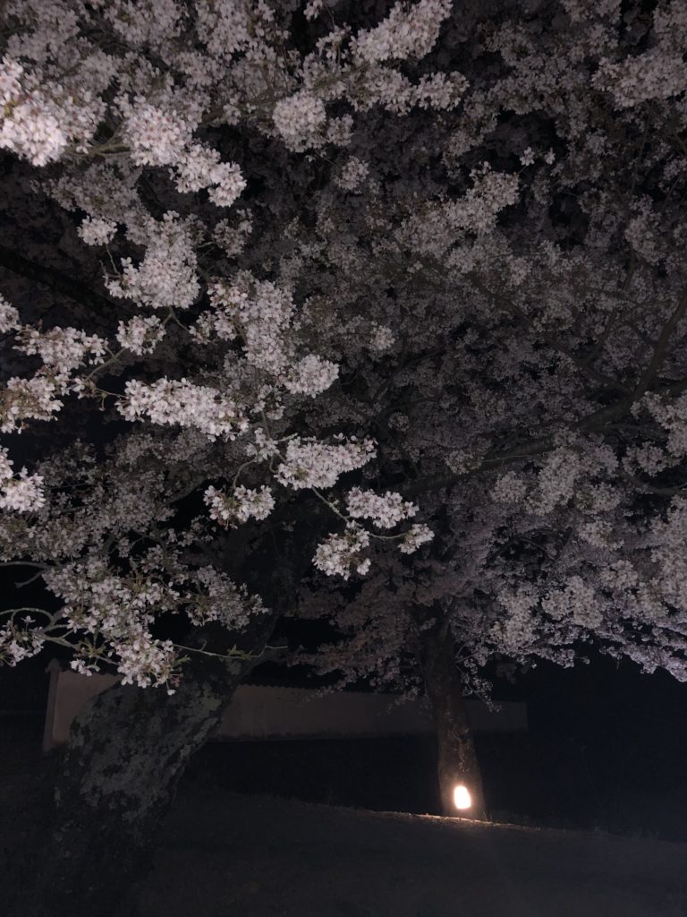 夜桜