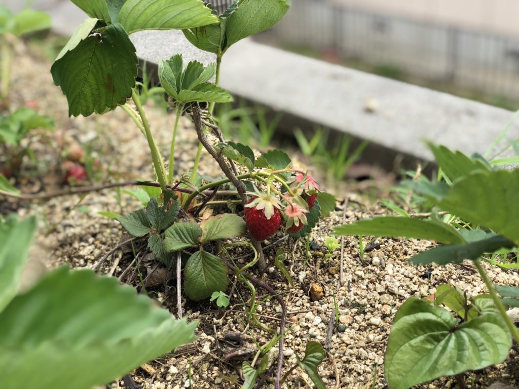 社長、家庭菜園を始めるpart2