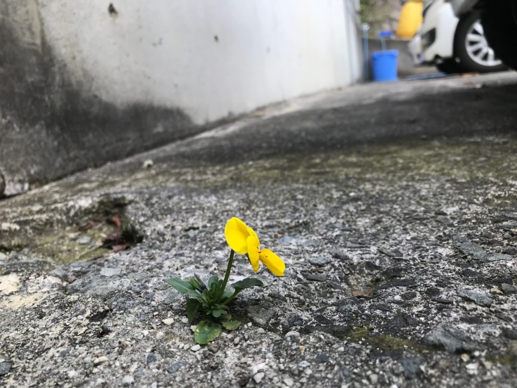 小さな春みつけた。