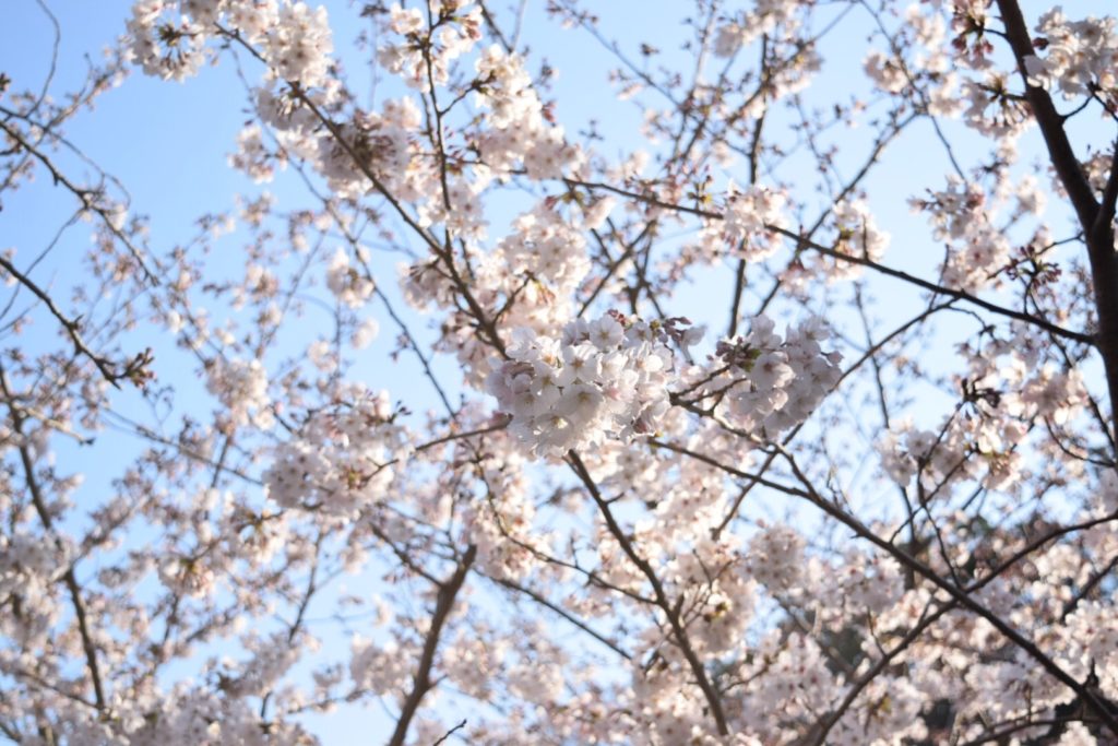 お花見。