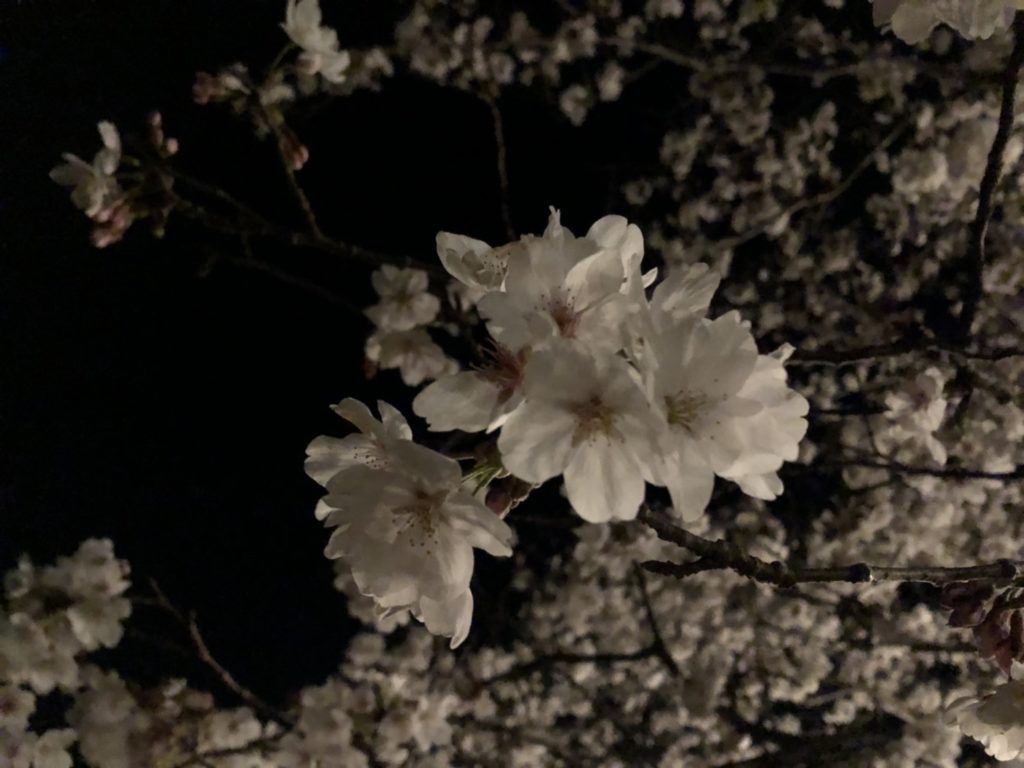 夜桜。