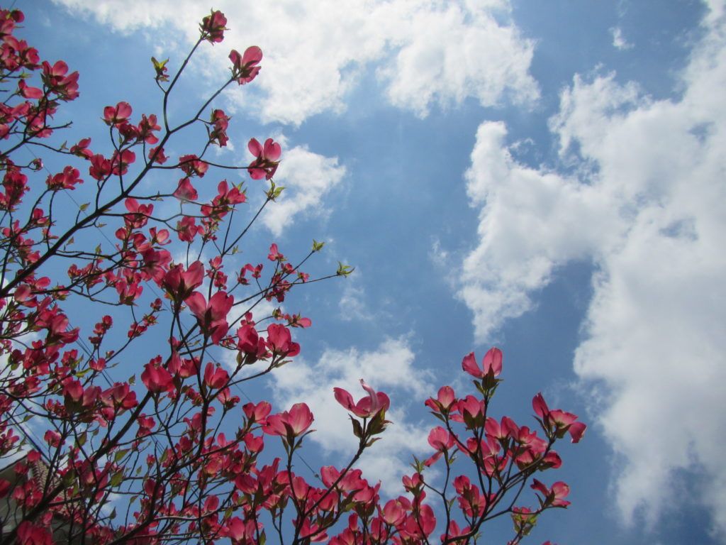 春の楽しみ🌸