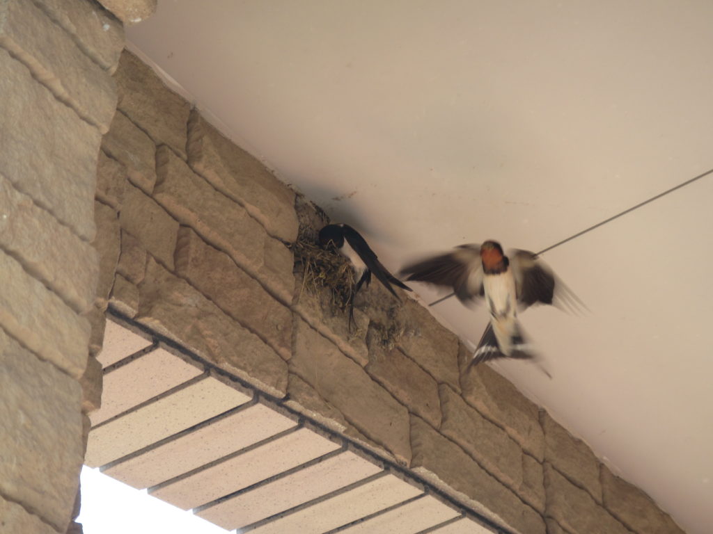 ツバメ君の家づくり🐤